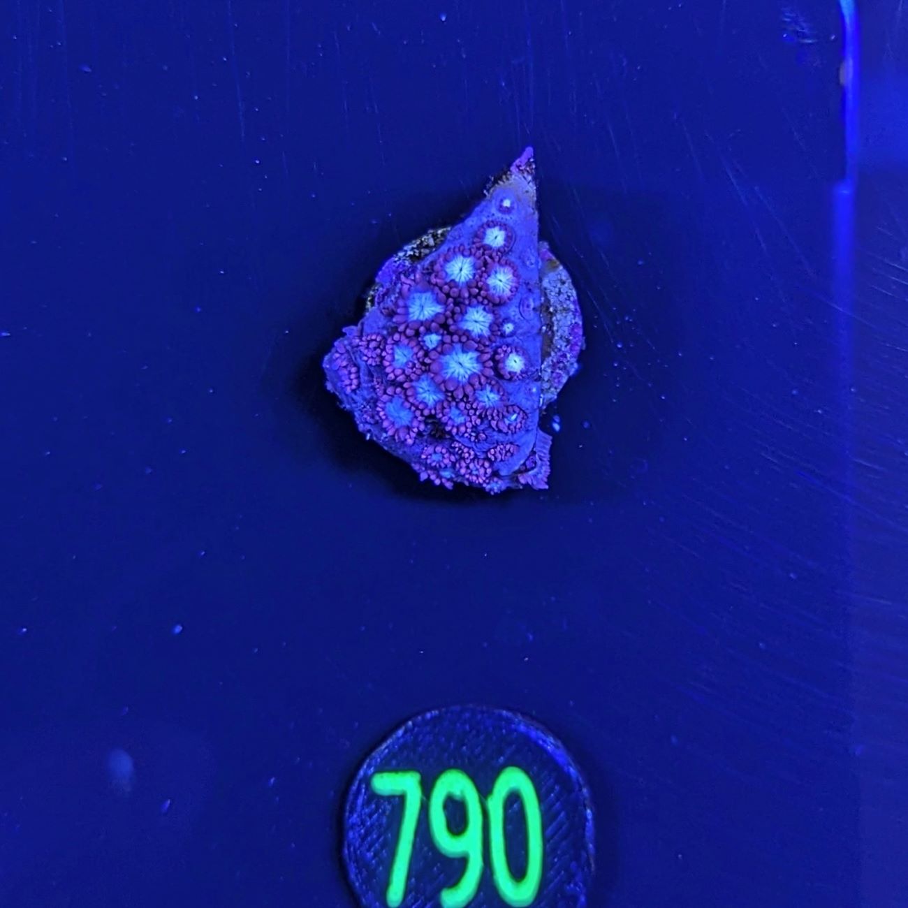 Goniopora sp. - Margeritenkoralle Deutsche Nachzucht 0790