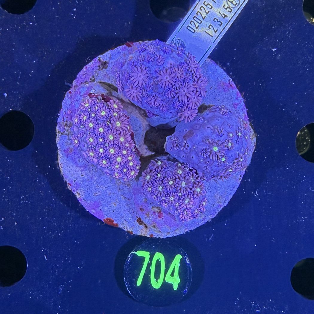 Goniopora sp. WYSIWYG 0704