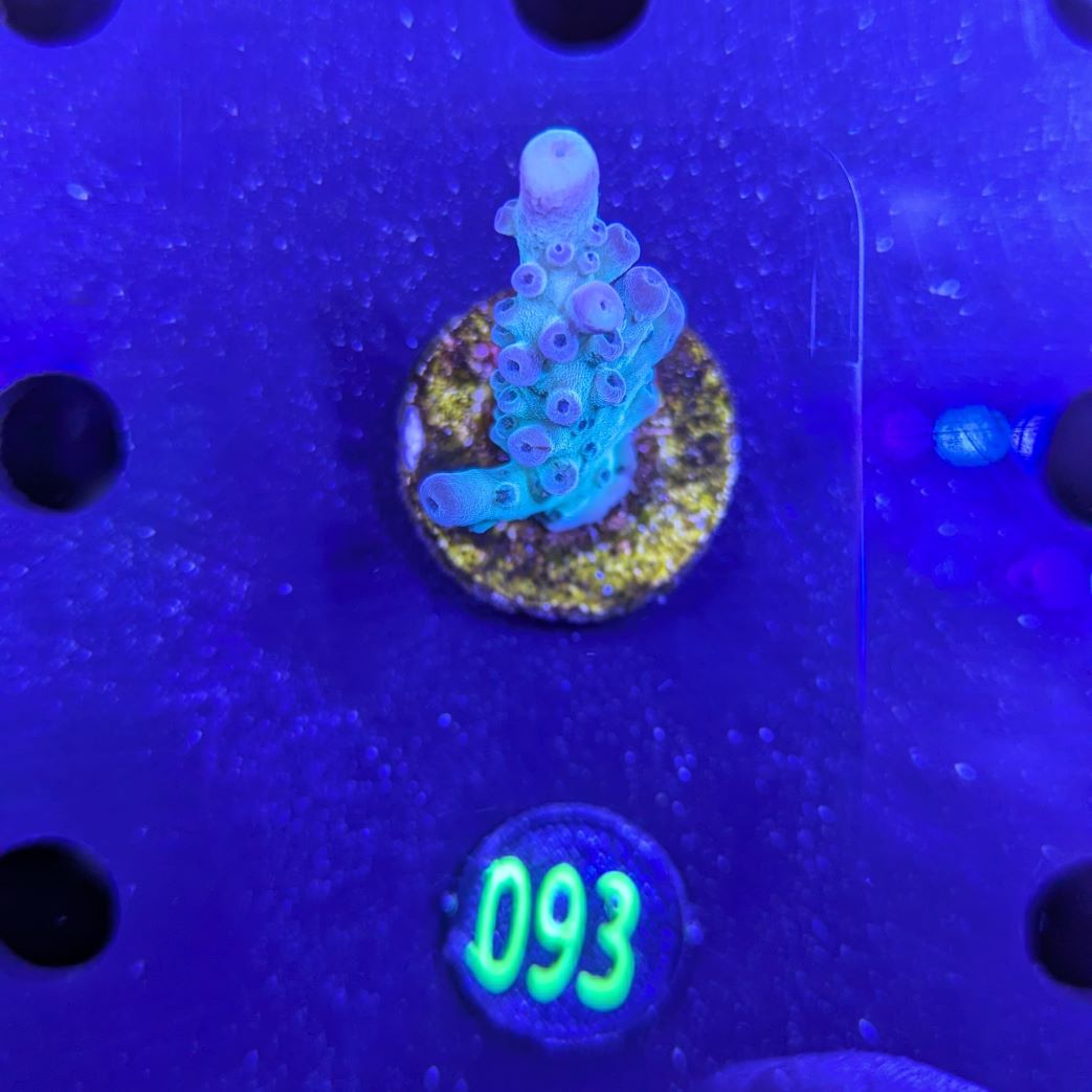 Acropora sp. - mint/grün Deutsche Nachzucht 0093