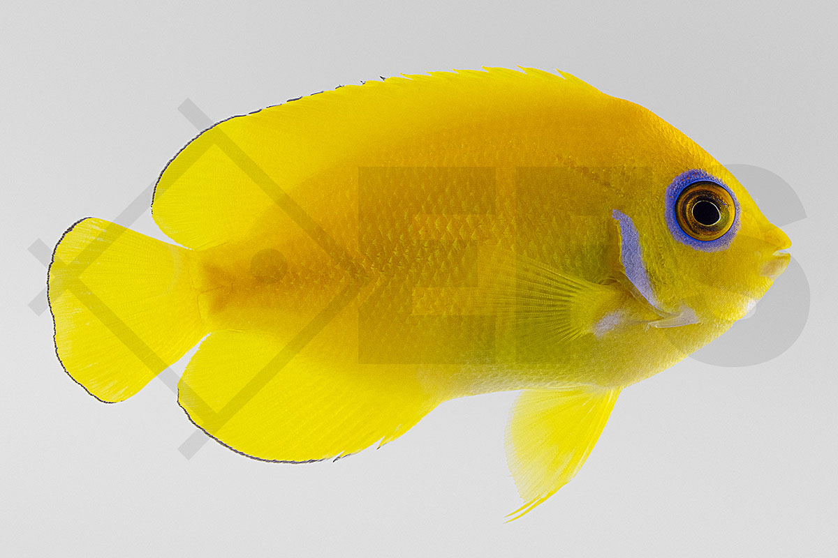 Centropyge flavissima - Zitronen-Zwergkaiserfisch Centropyge flavissima - Zitronen-Zwergkaiserfisch