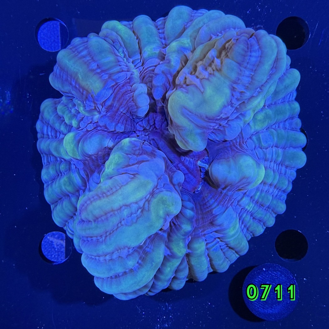 Cynarina lacrymalis WYSIWYG 0711