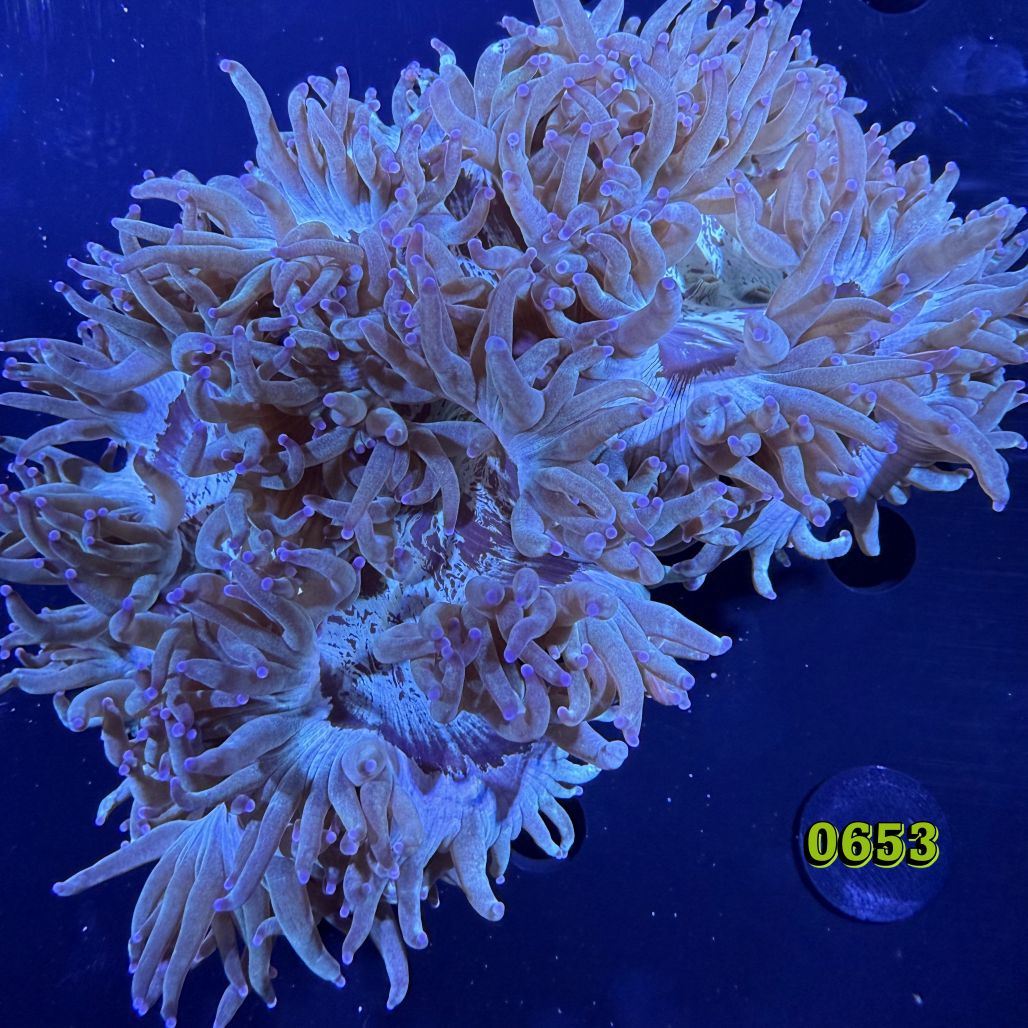 Catalaphyllia jardinei WYSIWYG 0653