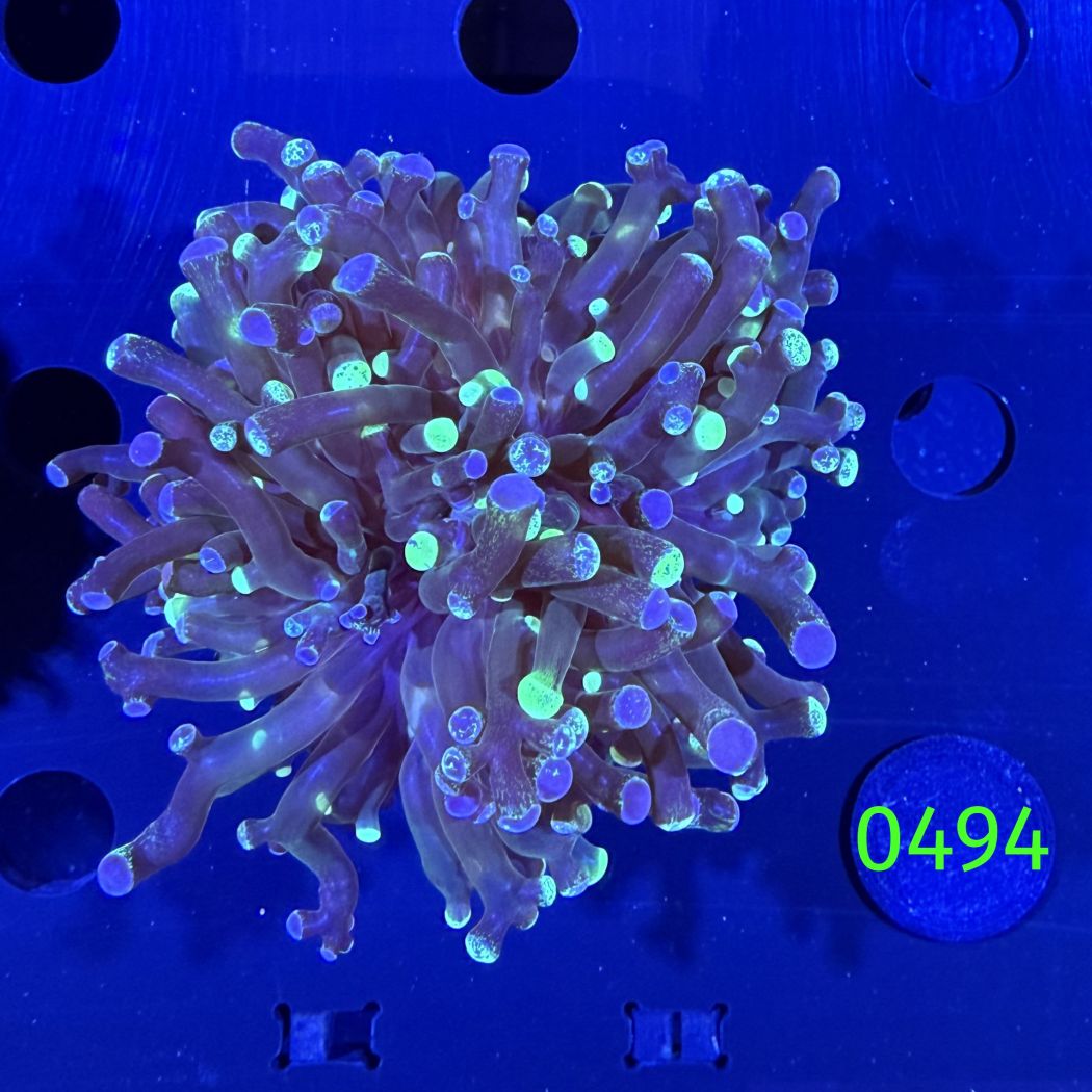 Euphyllia paradivisa - Froschlaichkoralle "two tone" 1Kopf Deutsche Nachzucht 0494