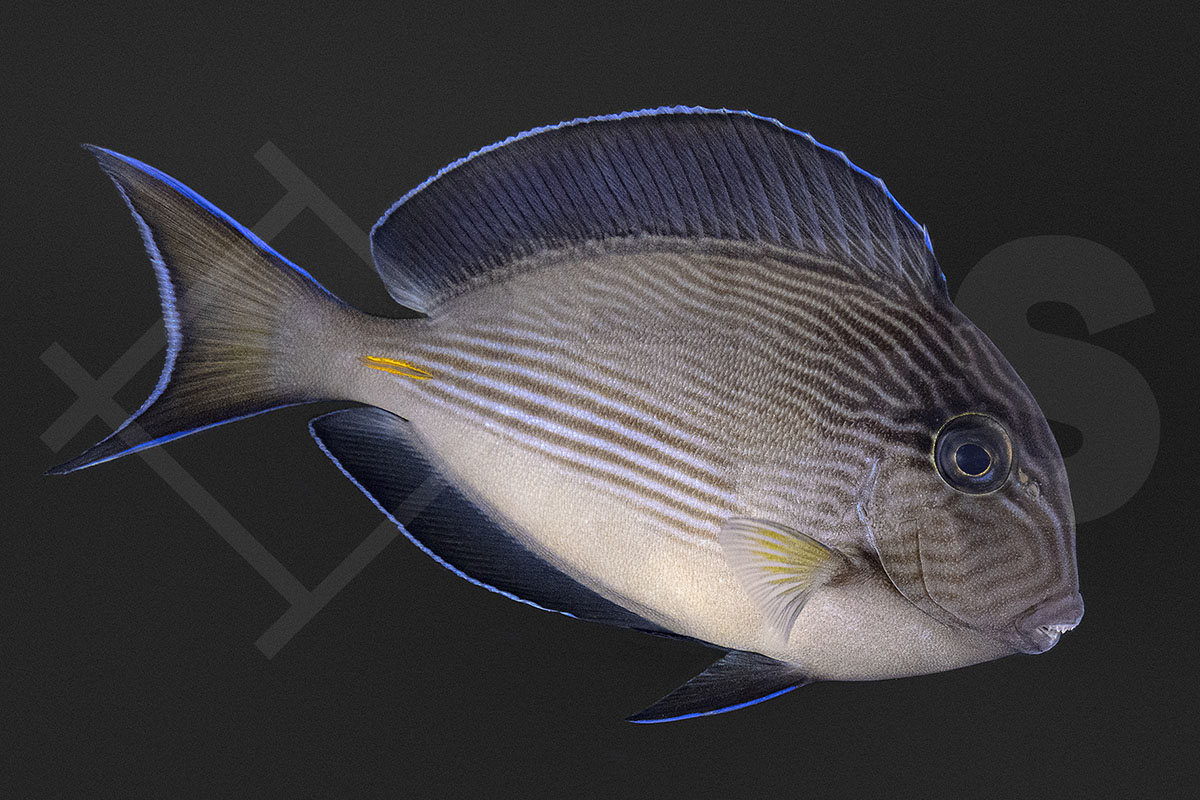 Acanthurus Sohal - Arabischer Doktorfisch 12-14 cm