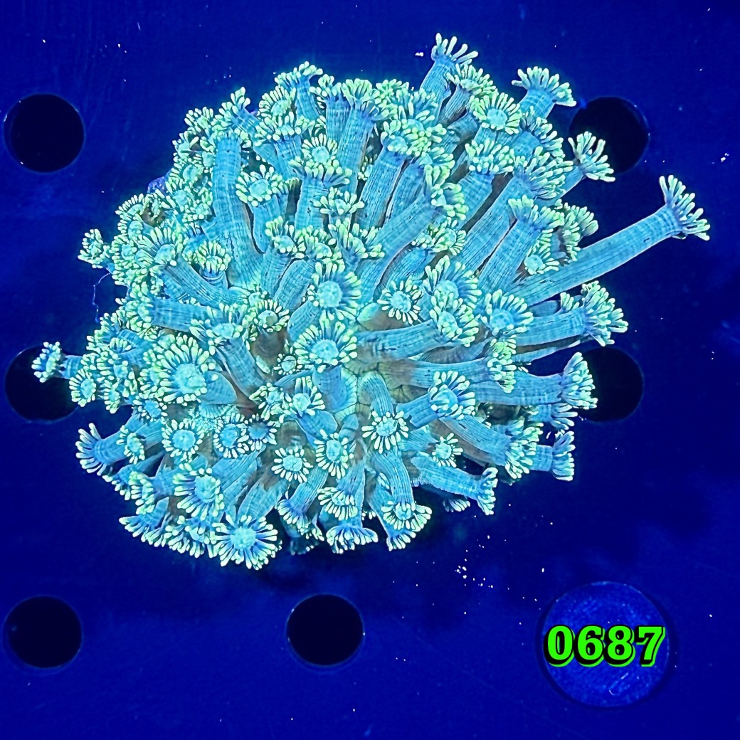 Goniopora sp. WYSIWYG 0687