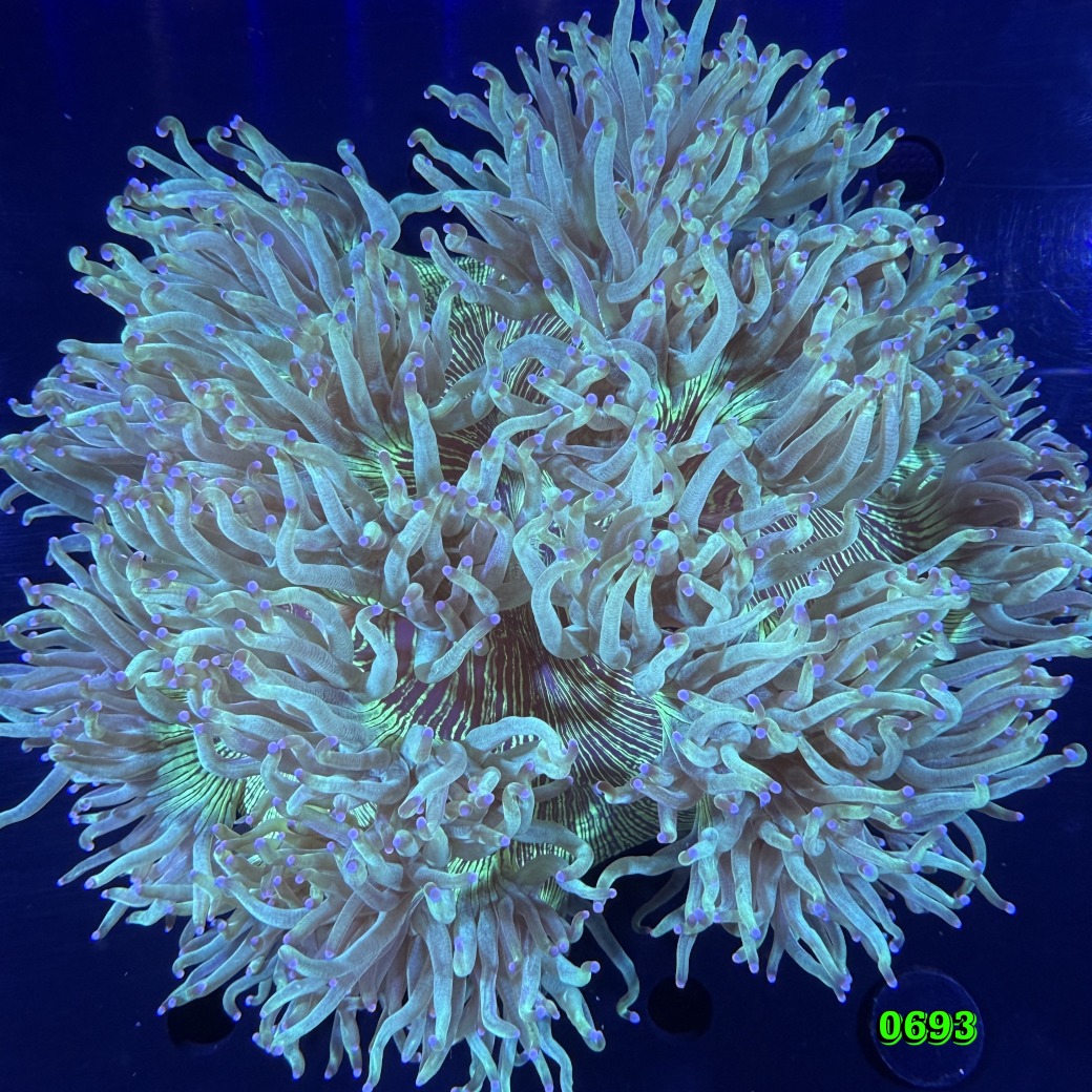 Catalaphyllia jardinei WYSIWYG 0693