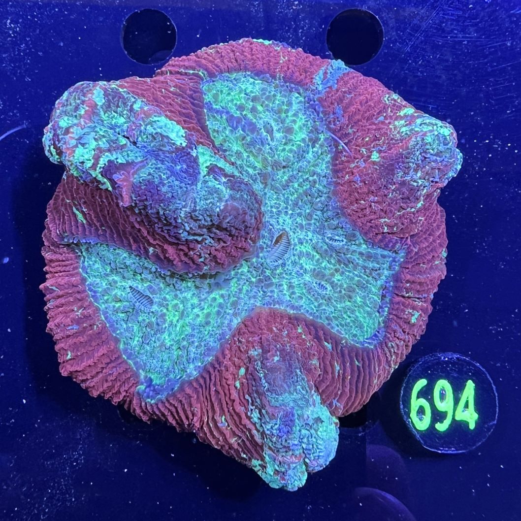 Trachyphyllia geoffroyi WYSIWYG 0694