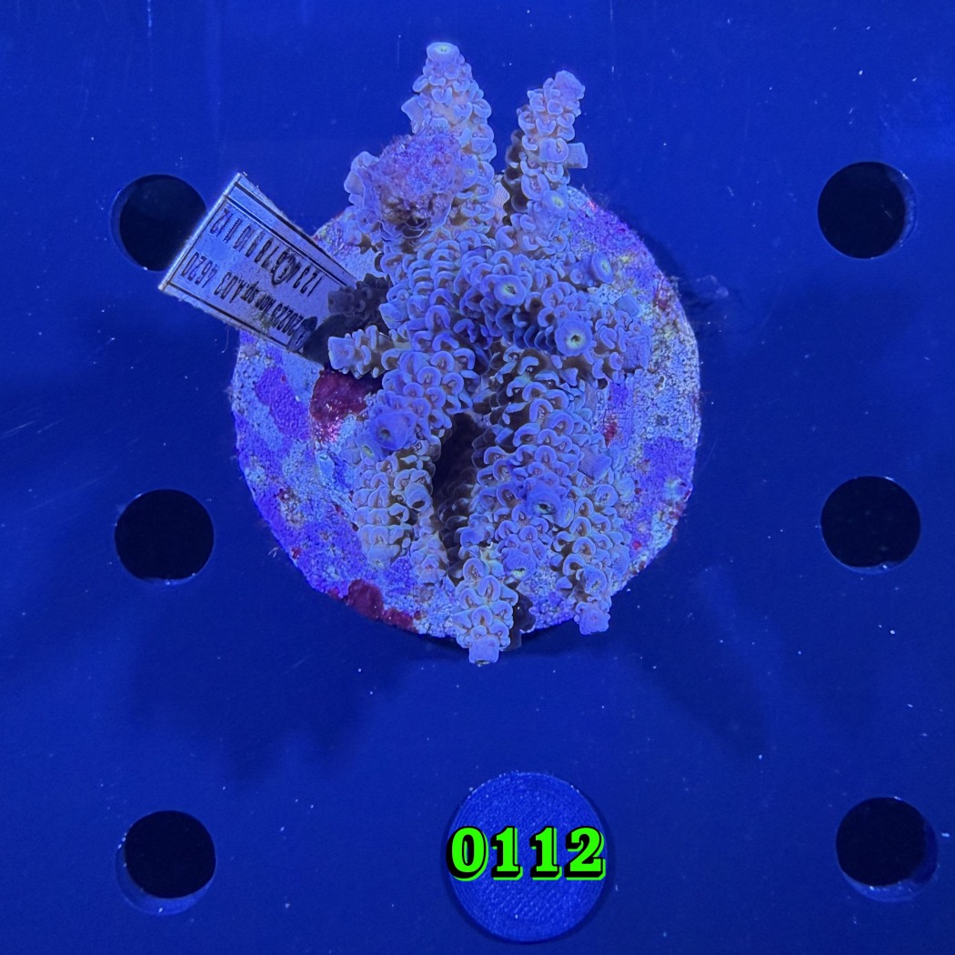 Acropora tenuis WYSIWYG 0112