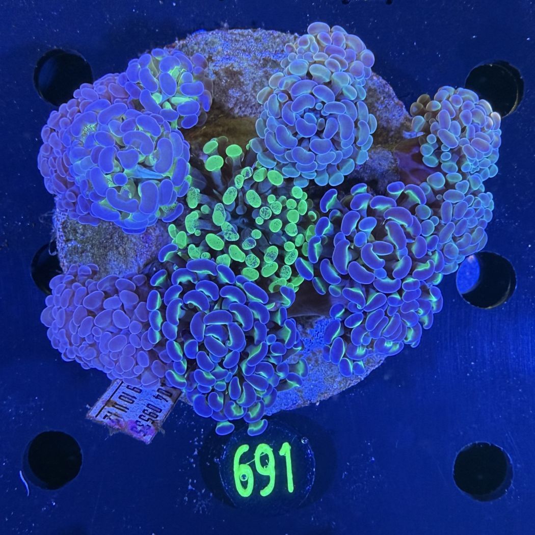 Euphyllia paraancora Kolonie WYSIWYG 0691