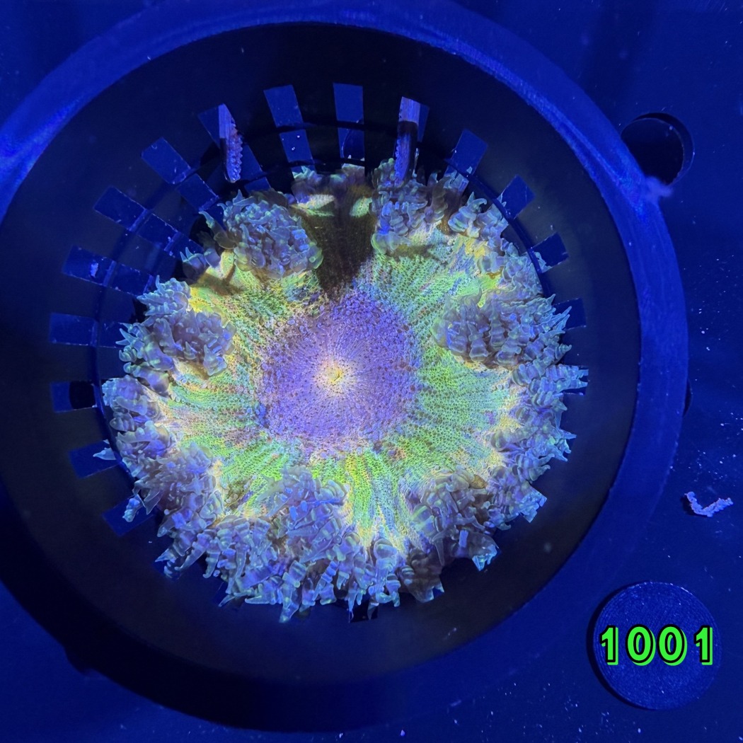Phymanthus crucifer - Perlenanemone WYSIWYG 1001