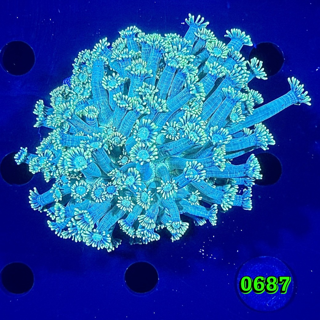 Goniopora sp. WYSIWYG 0687