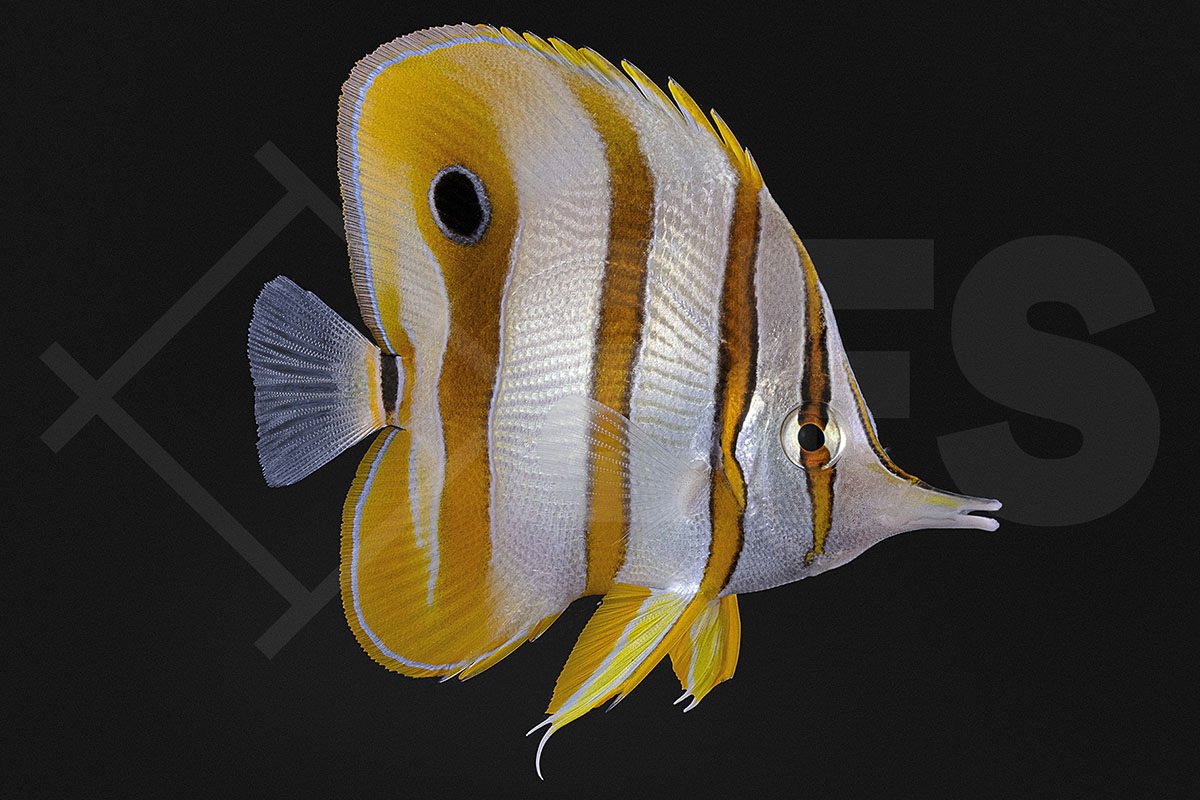 Chelmon Rostratus - Orangebinden Pinzettfisch XL 12-14cm