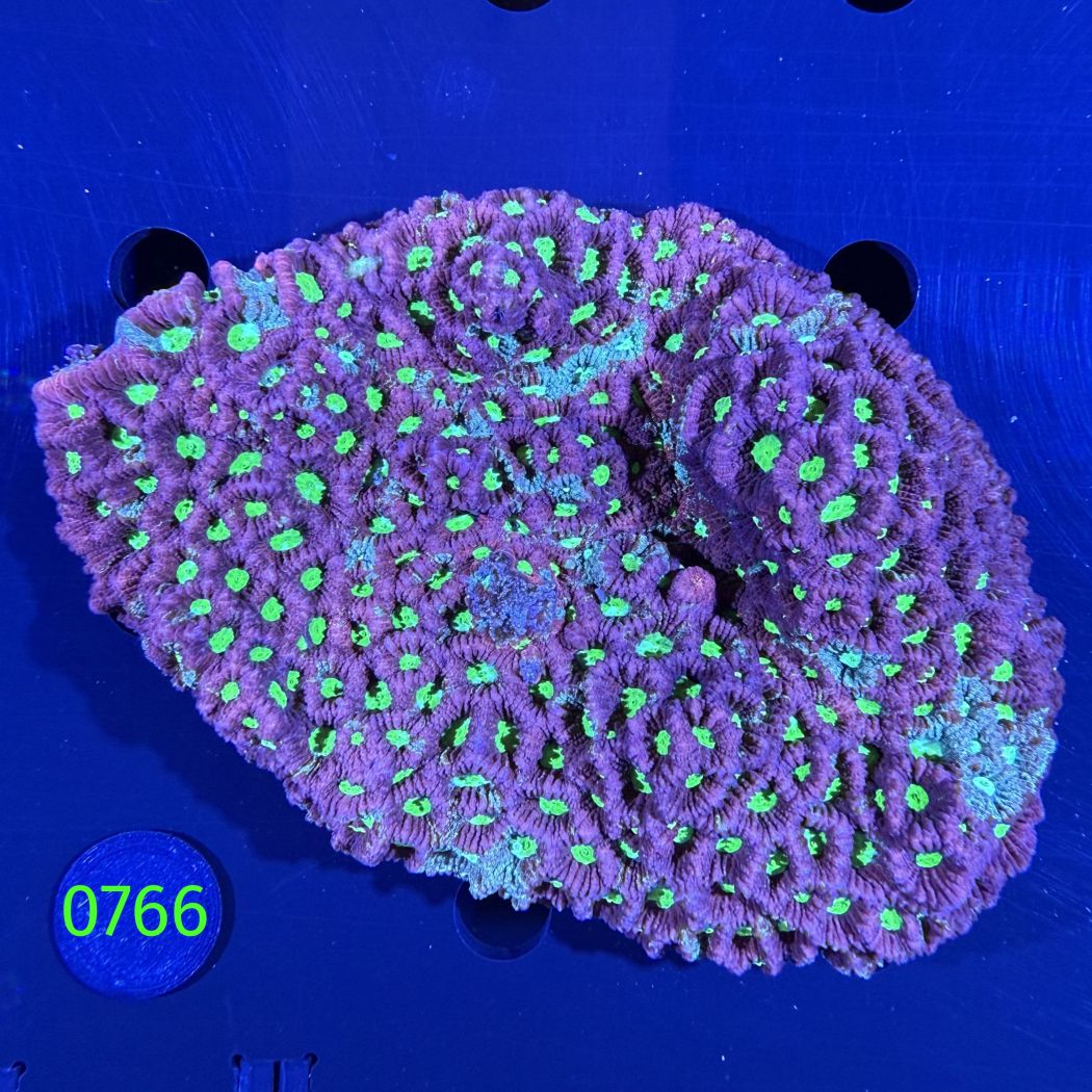 Favites sp. WYSIWYG 0766