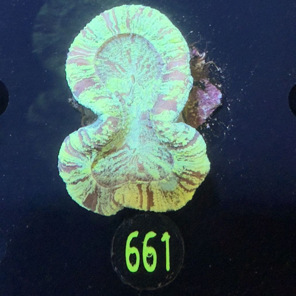 Trachyphyllia geoffroyi -Ausi- WYSIWYG 0661