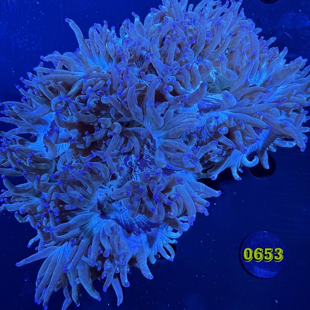 Catalaphyllia jardinei WYSIWYG 0653