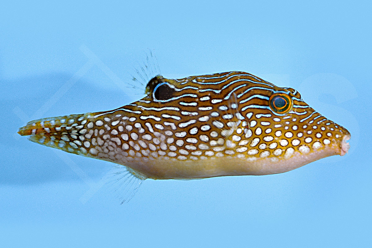 Canthigaster margaritata - Perlen-Kugelfisch Canthigaster margaritata - Perlen-Kugelfisch