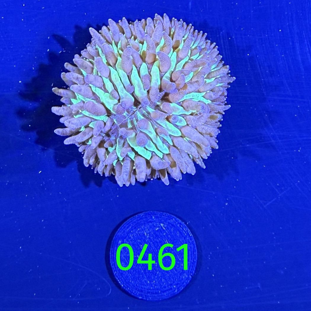 Fungia sp. grün Aussi 0461