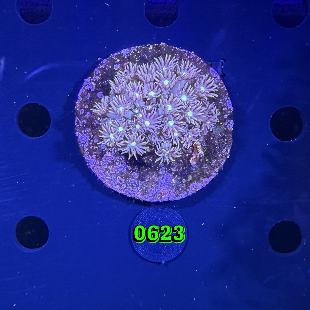 Goniopora sp. WYSIWYG 0623
