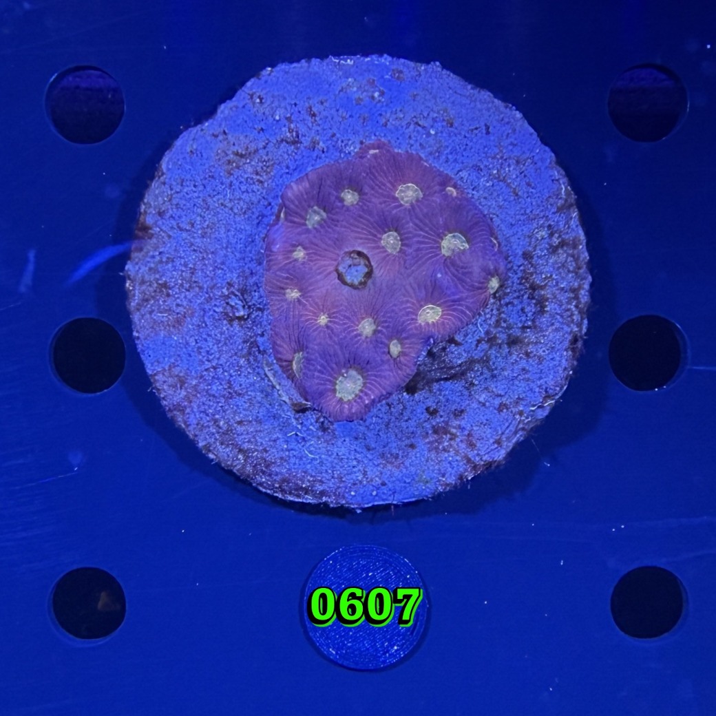 Favites sp. WYSIWYG 0607