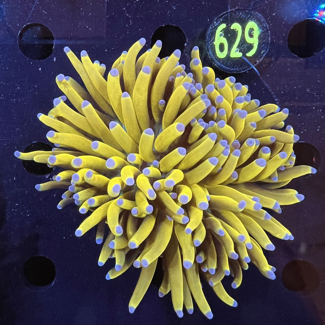 Euphyllia cristata WYSIWYG 0629