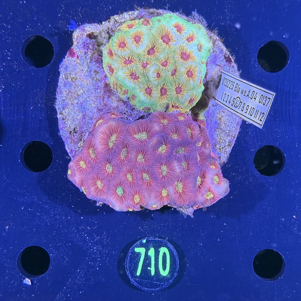 Favia sp. WYSIWYG 0710