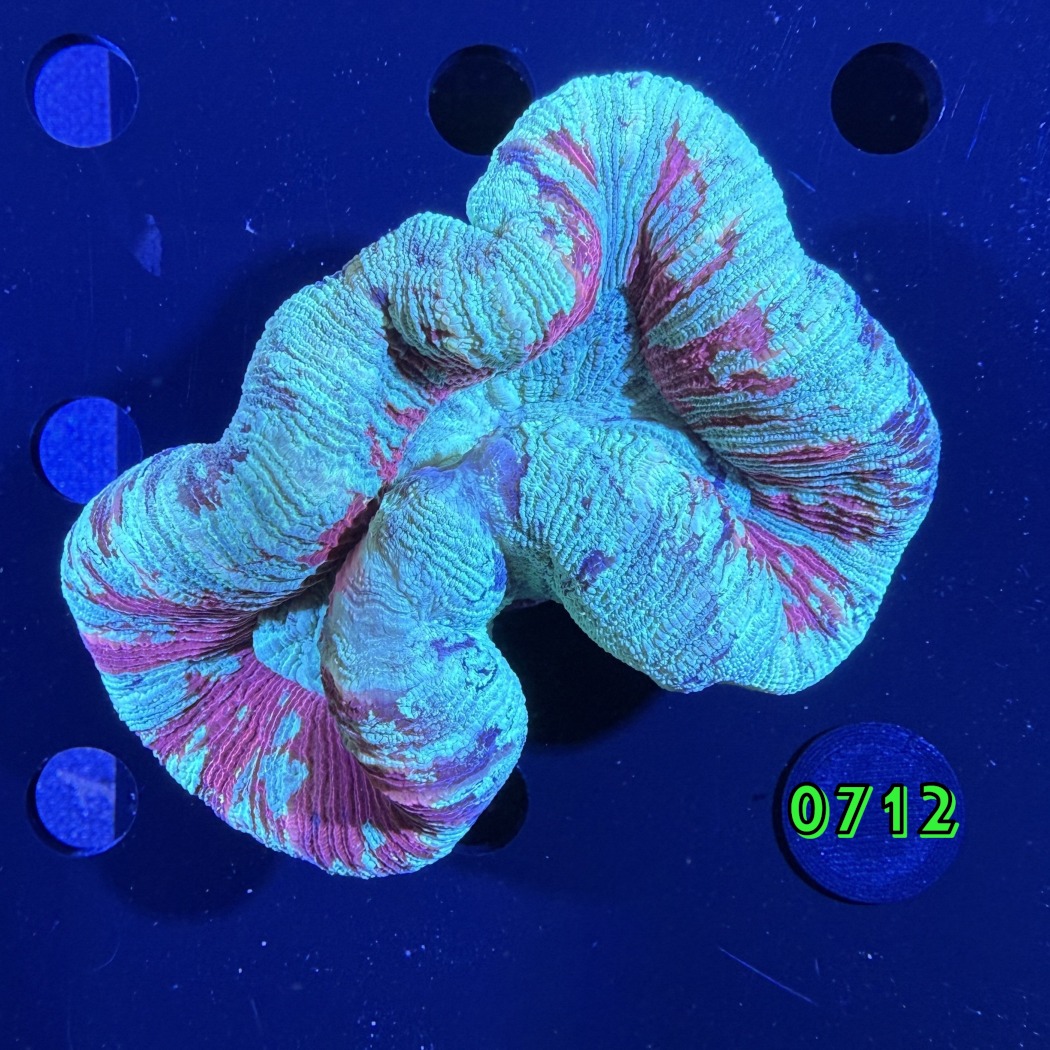 Trachyphyllia geoffroyi WYSIWYG 0712