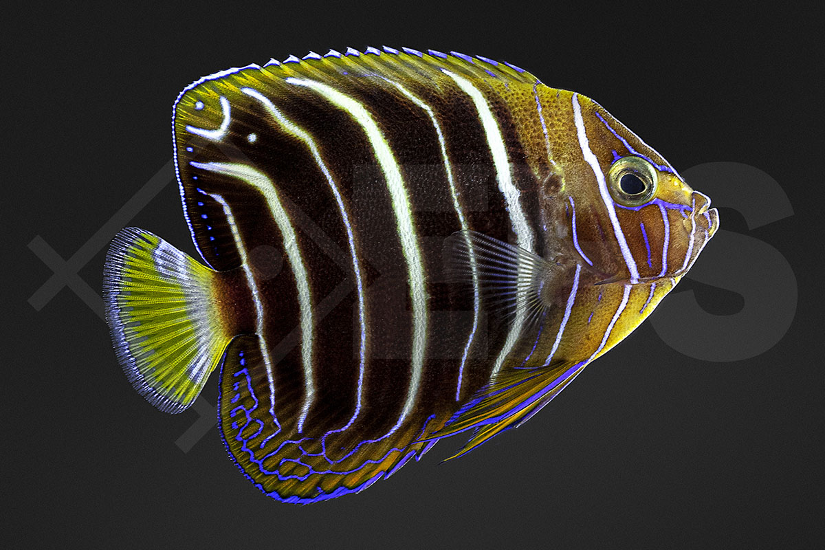 Pomacanthus chrysurus - Ostafrika Kaiserfisch