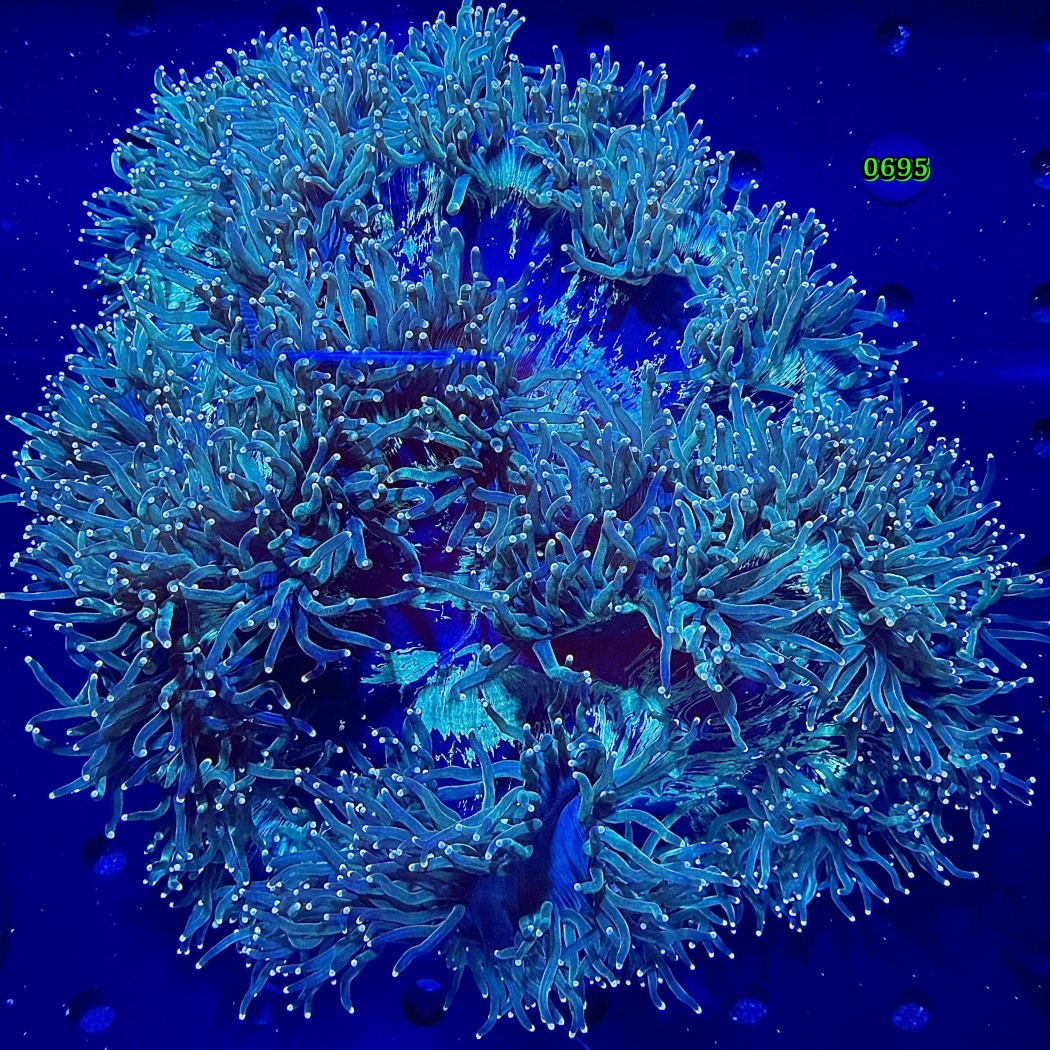 Catalaphyllia jardinei WYSIWYG 0695