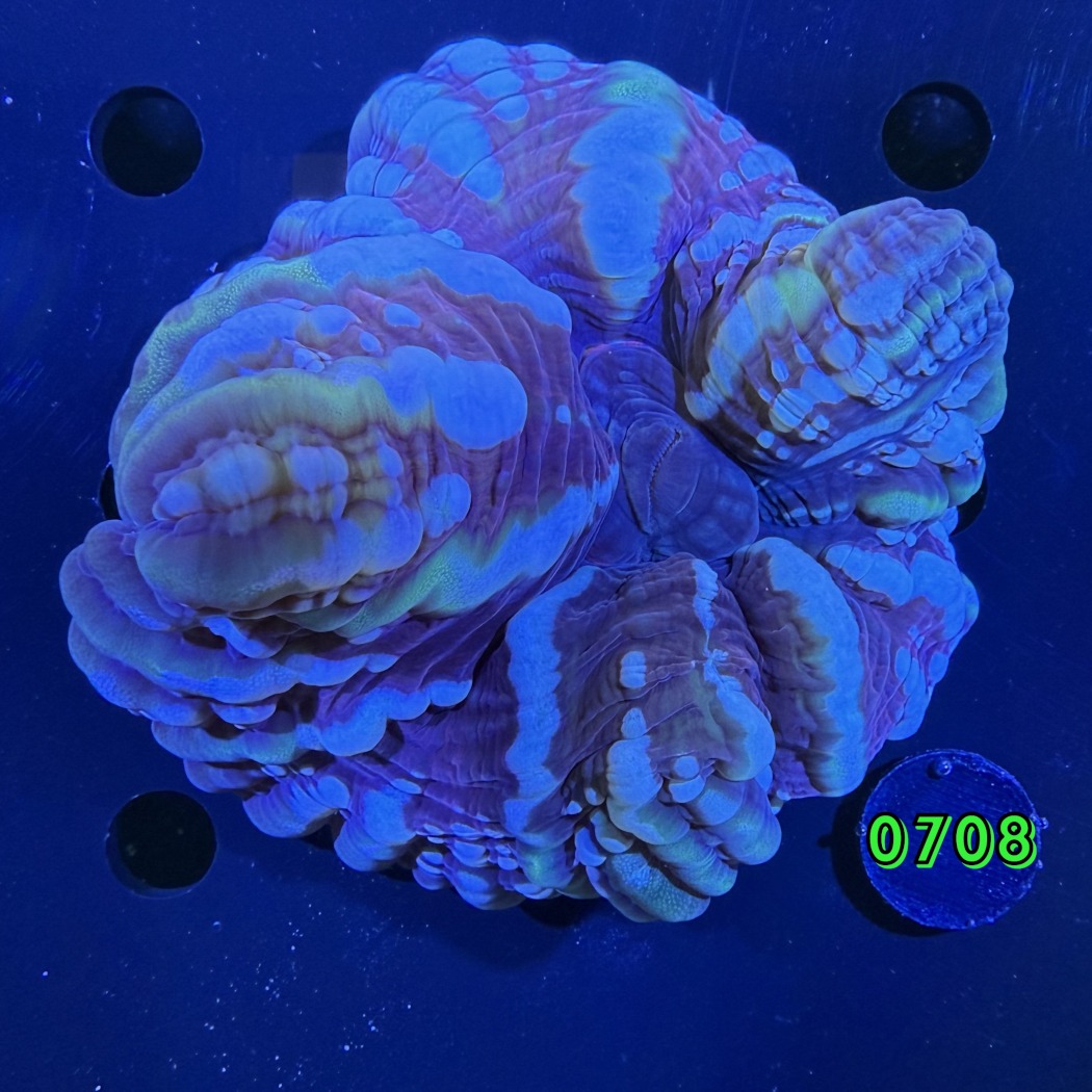 Cynarina lacrymalis WYSIWYG 0708