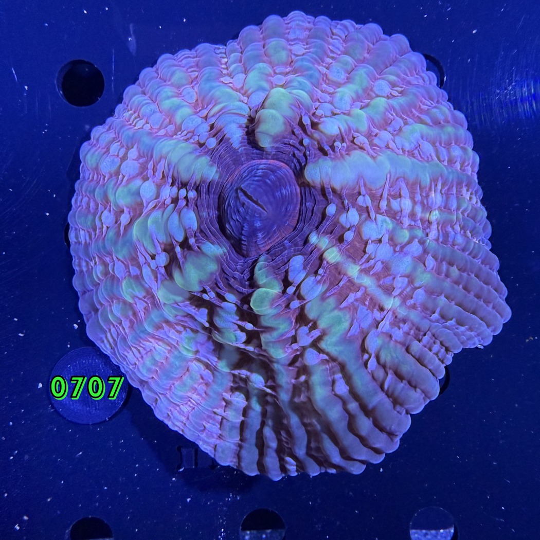 Cynarina lacrymalis WYSIWYG 0707