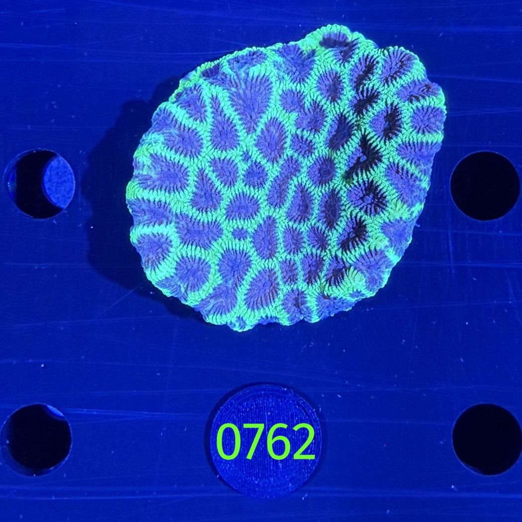 Favites sp. WYSIWYG 0762