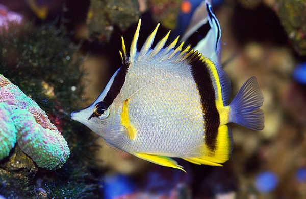 Prognathodes marcellae - Kapverden-Pinzett Fisch