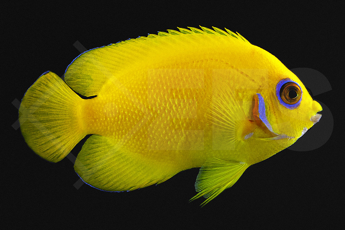 Centropyge flavissima - Zitronen-Zwergkaiserfisch Centropyge flavissima - Zitronen-Zwergkaiserfisch