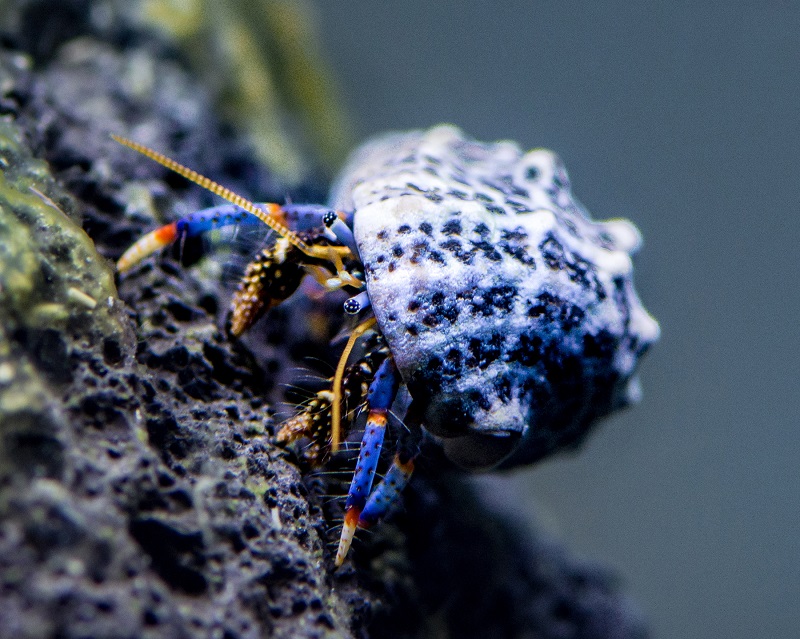 Clibanarius Tricolor - Blaubein Einsiedler