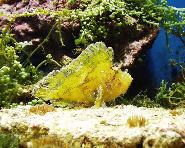 Taenianotus triacanthus - Schaukelfisch Gelb Grün