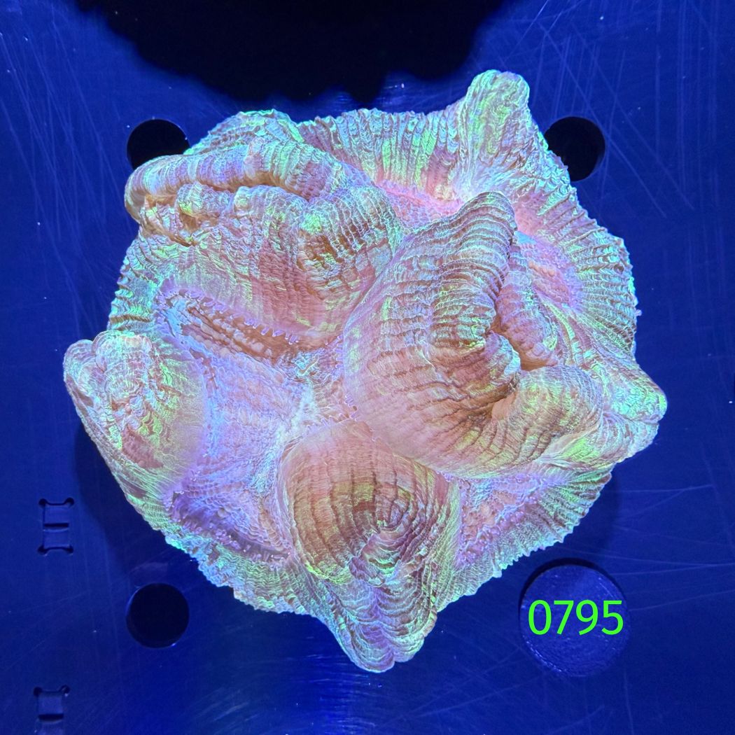 Trachyphyllia geoffroyi WYSIWYG 0795