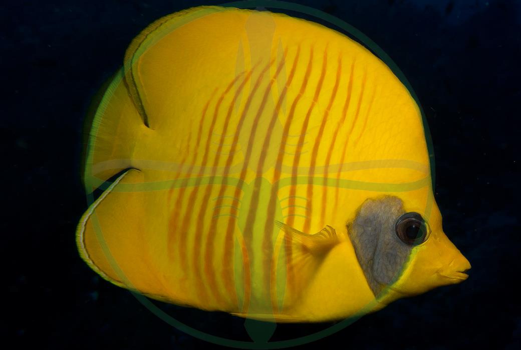 Chaetodon semilarvatus - Masken Falterfisch Rotes Meer