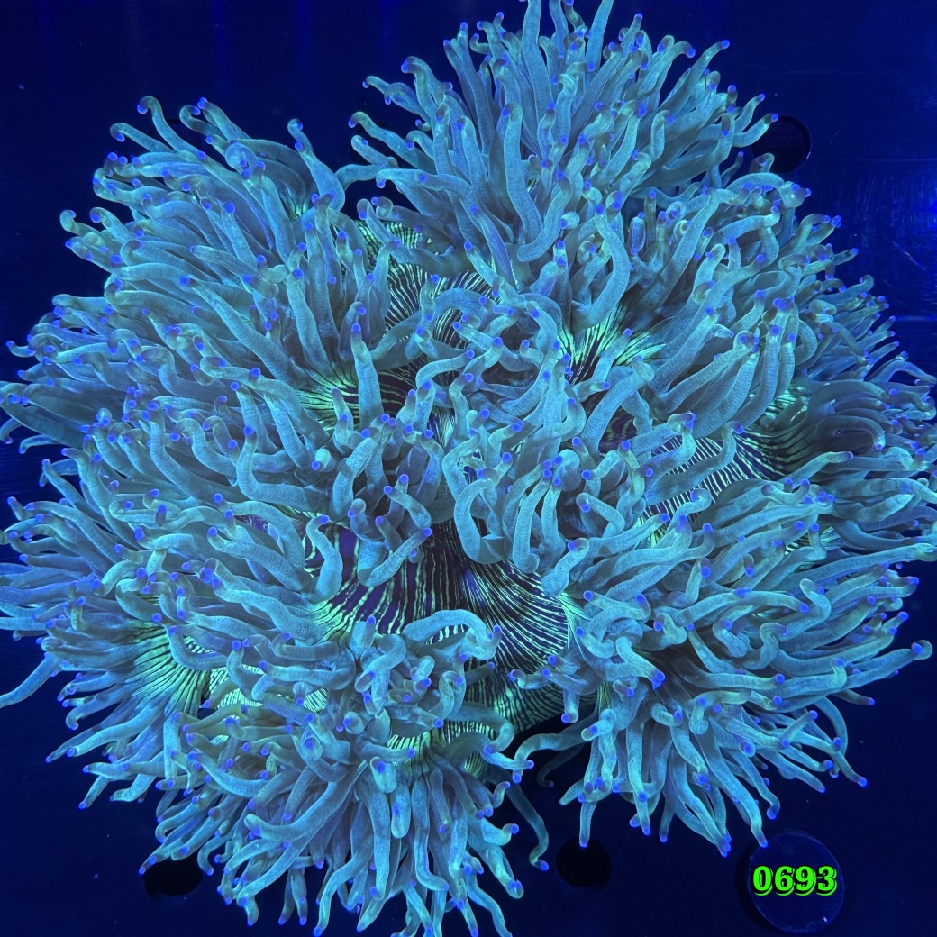 Catalaphyllia jardinei WYSIWYG 0693