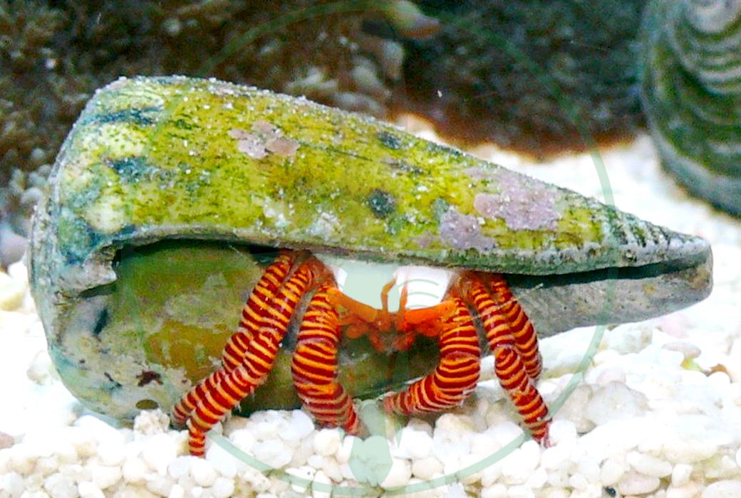 Ciliopagurus strigatus - Ringelsocken Einsiedlerkrebs