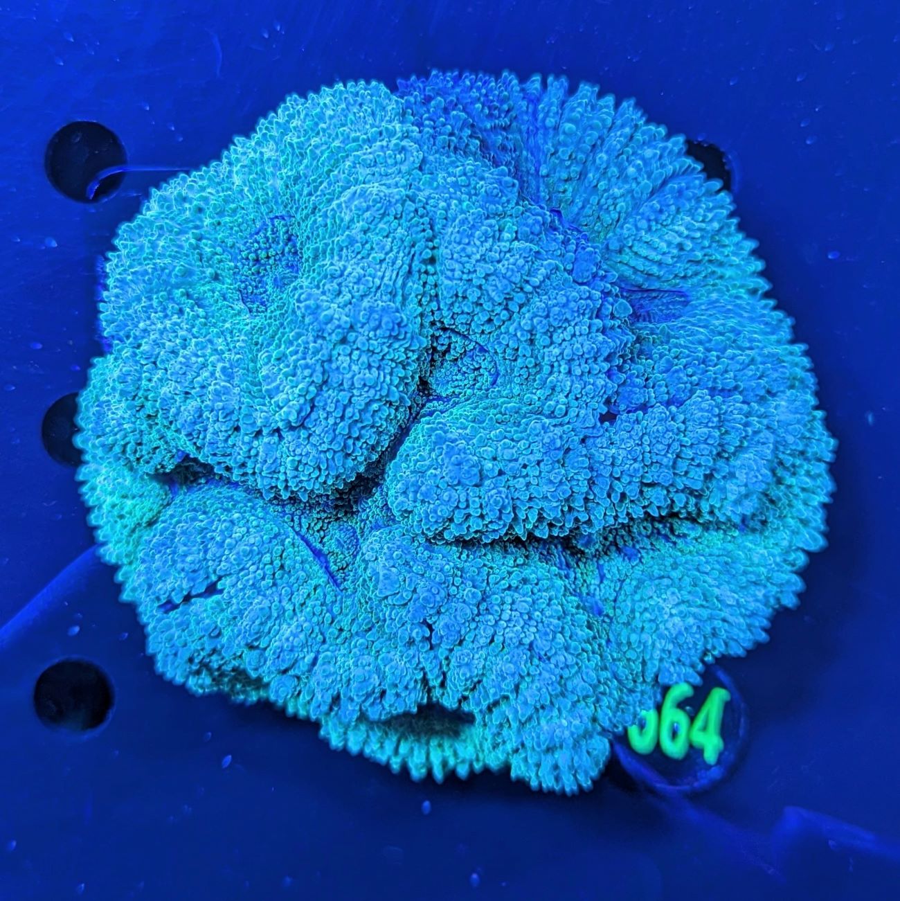 Lobophyllia WYSIWYG 0664