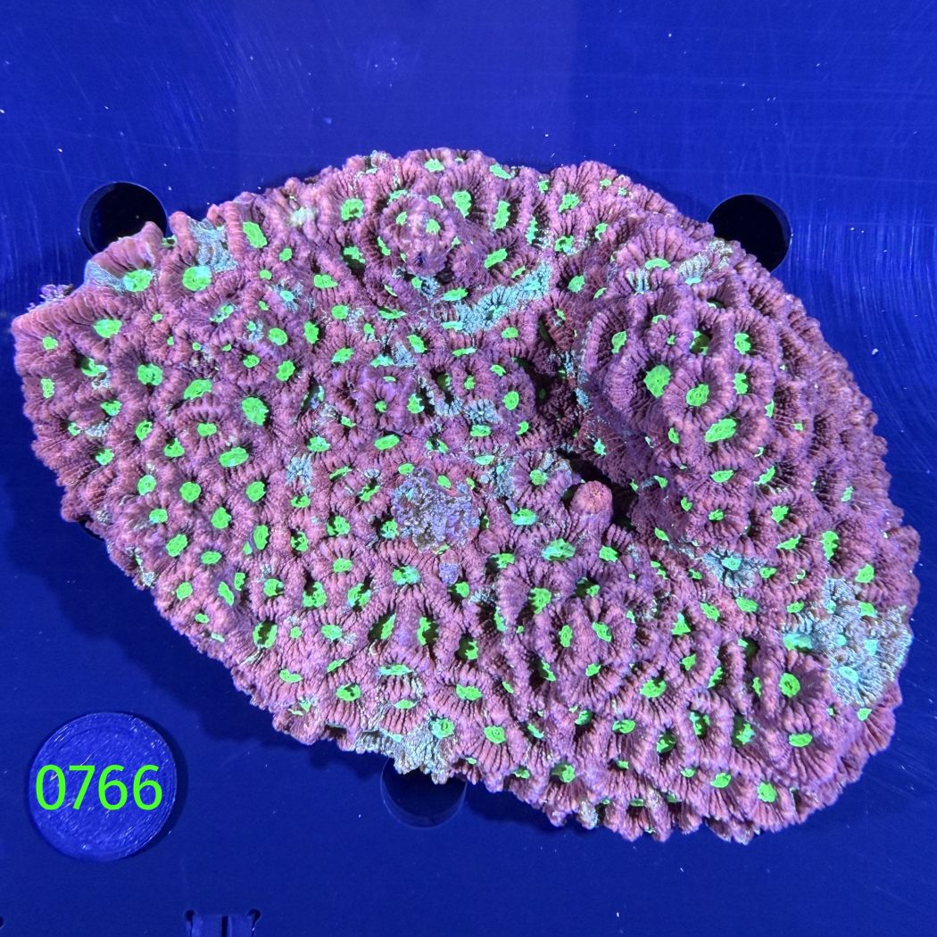 Favites sp. WYSIWYG 0766