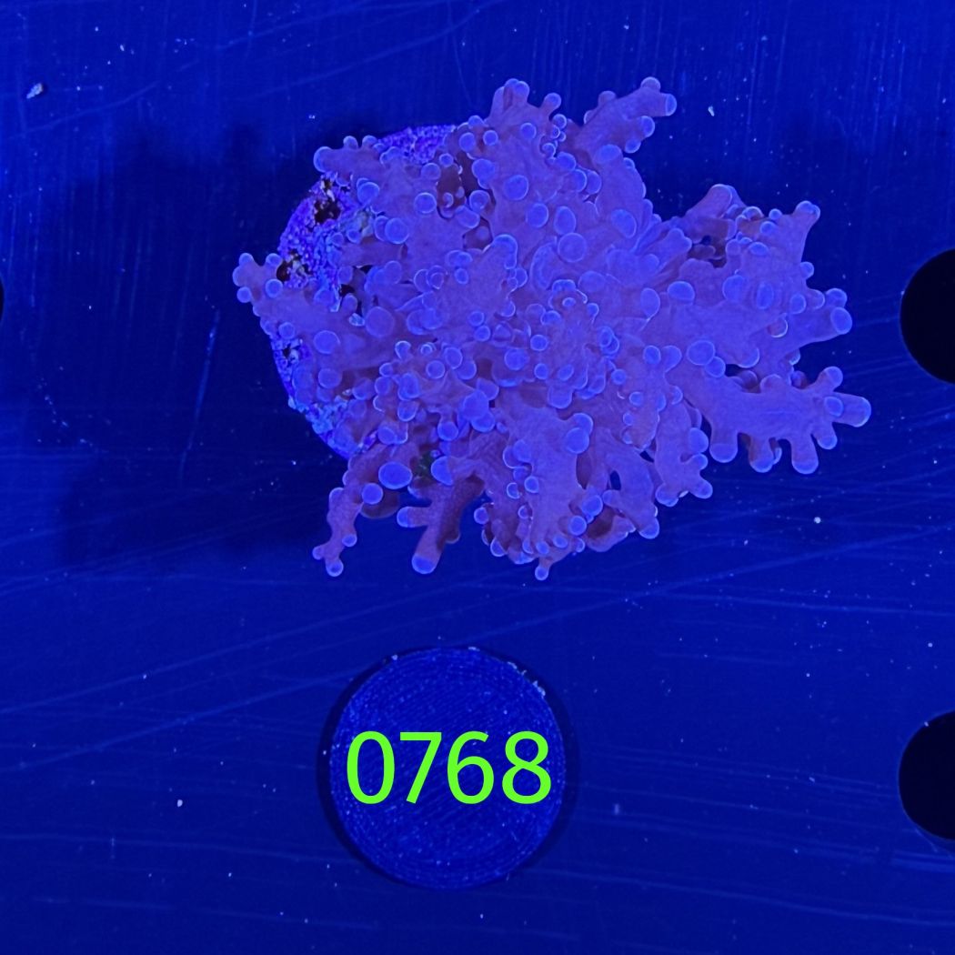 Euphyllia divisa aussi WYSIWYG 0768