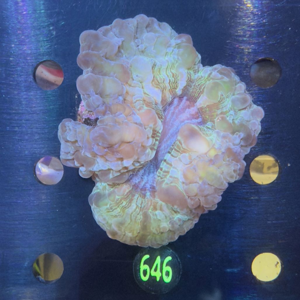 Cynarina lacrymalis WYSIWYG 0646