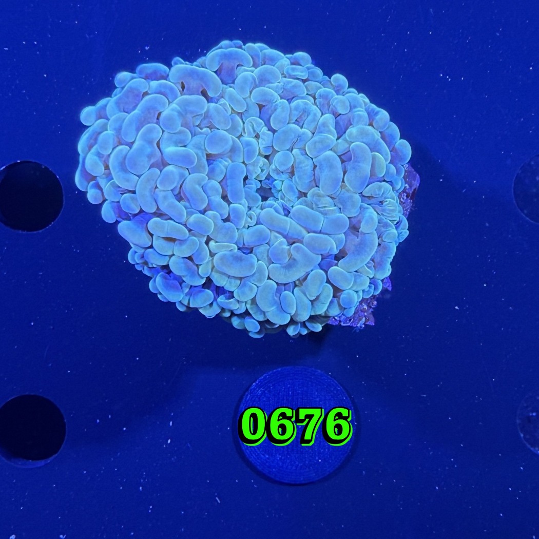 Euphyllia paraancora WYSIWYG 0676