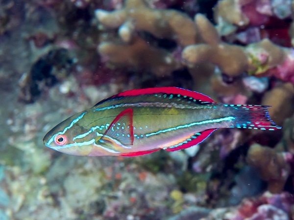 Wetmorella tanakai - Höhlenlippfisch