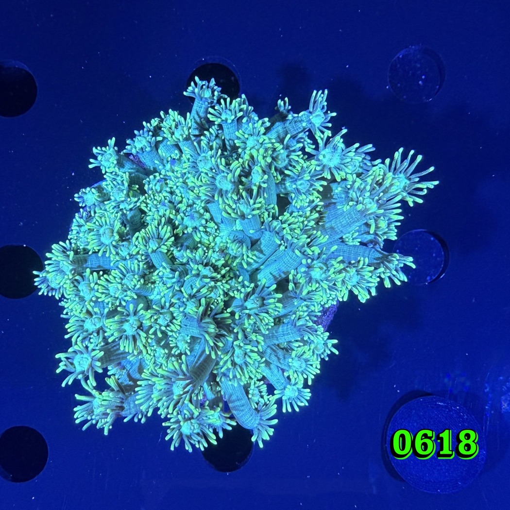 Goniopora sp. WYSIWYG 0618