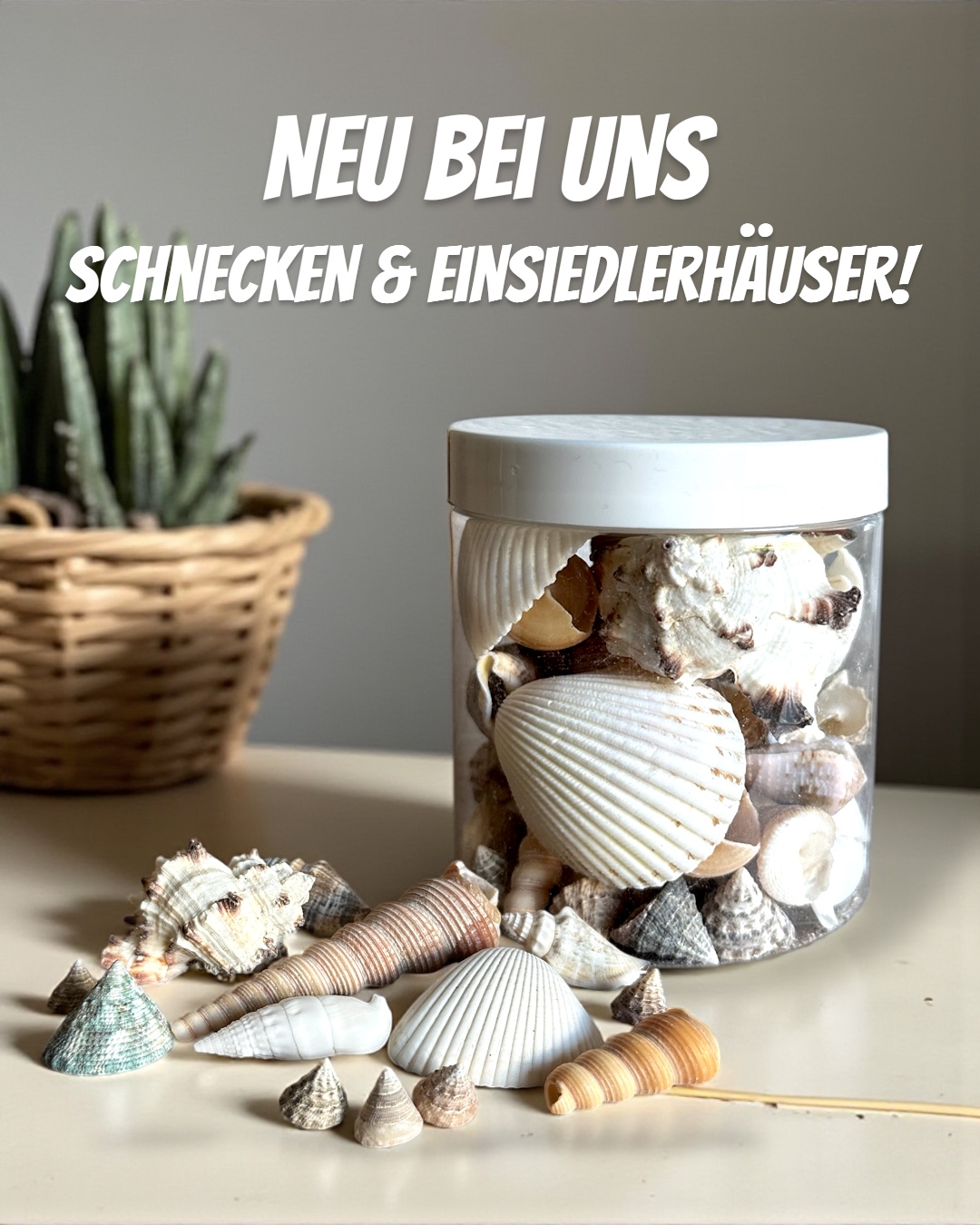 PlanktonPlus Ocean Shells Schnecken- und Einsiedlerhäuser 100 g