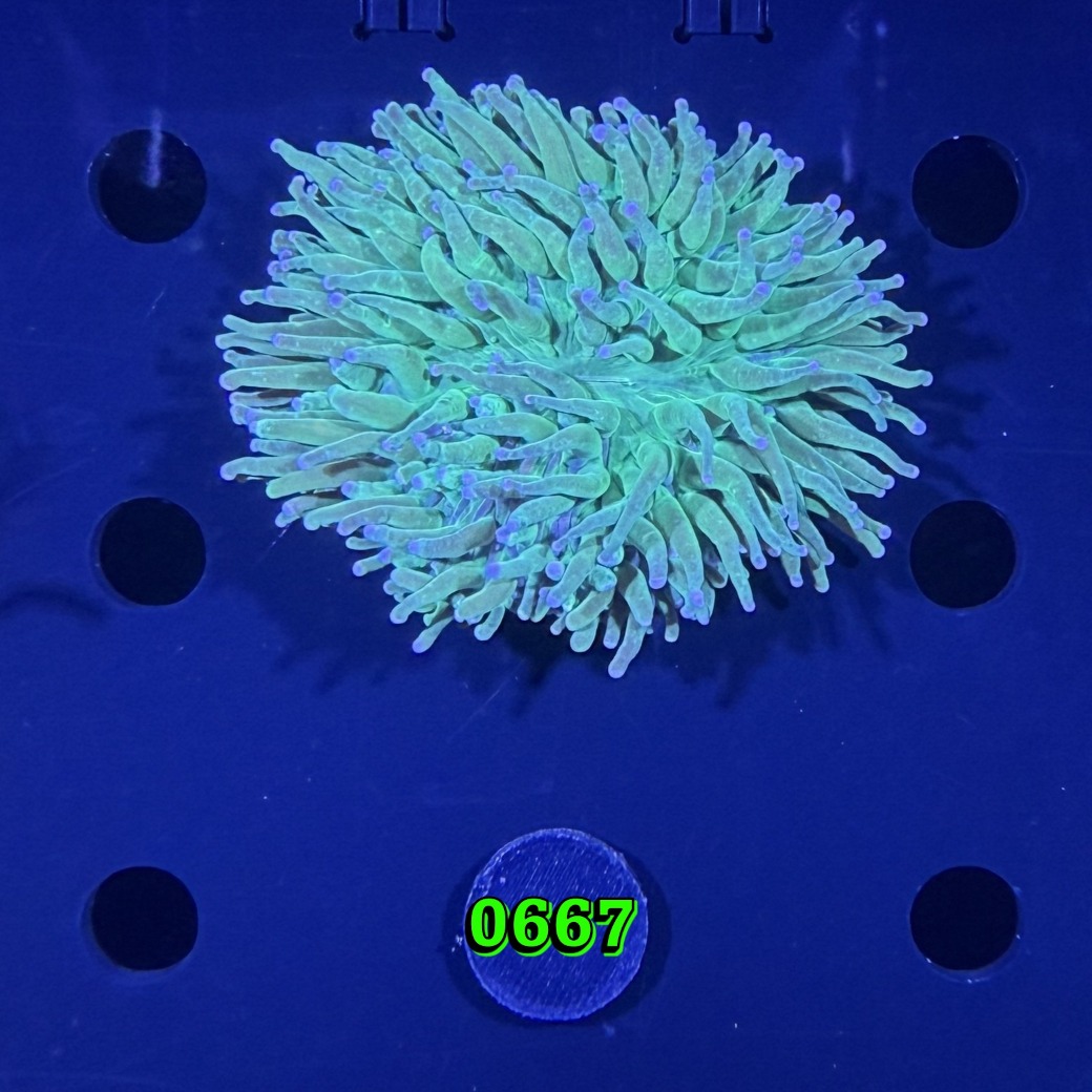 Heliofungia actiniformis WYSIWYG 0667