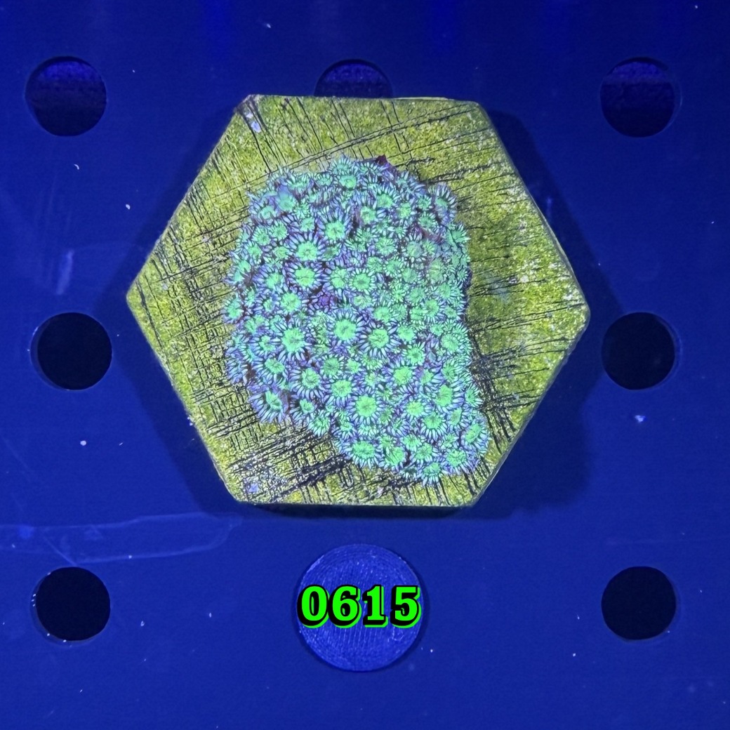 Goniopora sp. WYSIWYG 0615