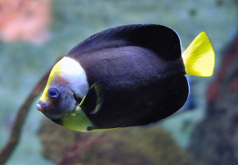 Chaetodontoplus meredithi - Masken Samtkaiserfisch